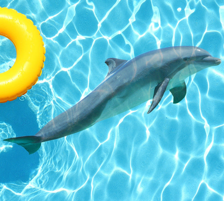 Slick Woody's Cornhole Co. Sea Creatures Pool Tattoo Dolphin Underwater Pool Mat Tattoo