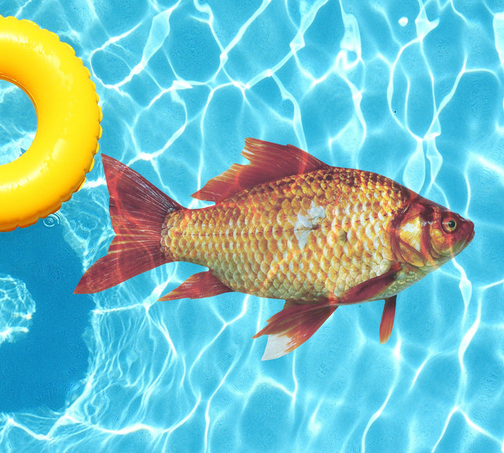 Slick Woody's Cornhole Co. Sea Creatures Pool Tattoo Goldfish Underwater Pool Mat Tattoo