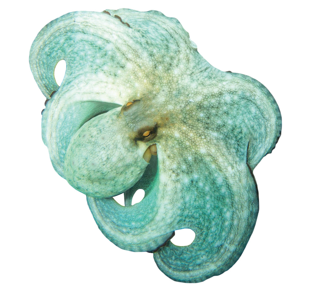 Slick Woody's Cornhole Co. Sea Creatures Pool Tattoo Green Octopus Underwater Pool Mat Tattoo