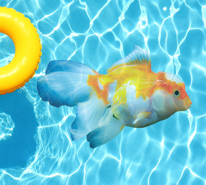 Slick Woody's Cornhole Co. Sea Creatures Pool Tattoo Oranda Goldfish Underwater Pool Mat Tattoo