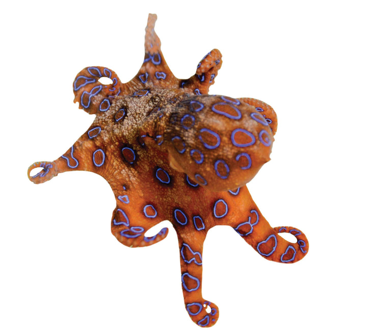 Slick Woody's Cornhole Co. Sea Creatures Pool Tattoo Orange Octopus Underwater Pool Mat Tattoo