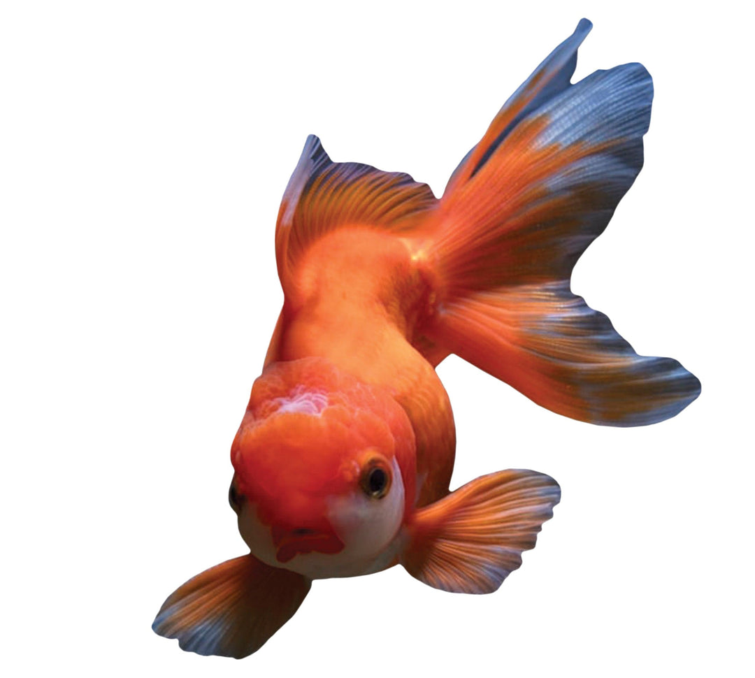 Slick Woody's Cornhole Co. Sea Creatures Pool Tattoo Orange Oranda Goldfish Underwater Pool Mat Tattoo