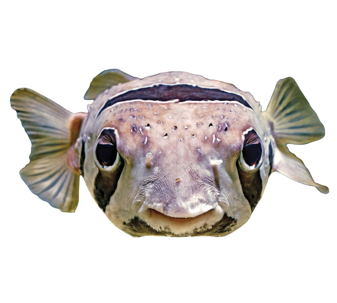 Slick Woody's Cornhole Co. Sea Creatures Pool Tattoo Puffer Fish Underwater Pool Mat Tattoo