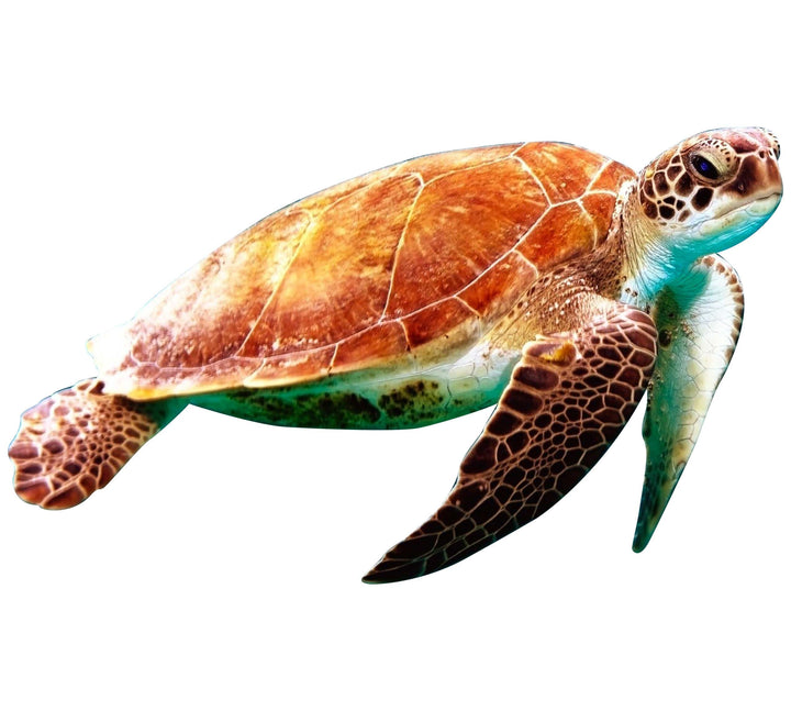 Slick Woody's Cornhole Co. Sea Creatures Pool Tattoo Sea Turtle Underwater Pool Mat Tattoo